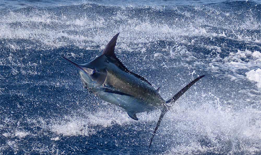 marlin leaping out of rough waters