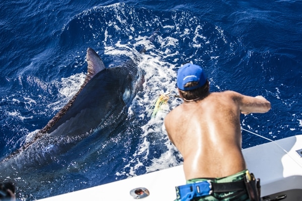 Australia Marlin