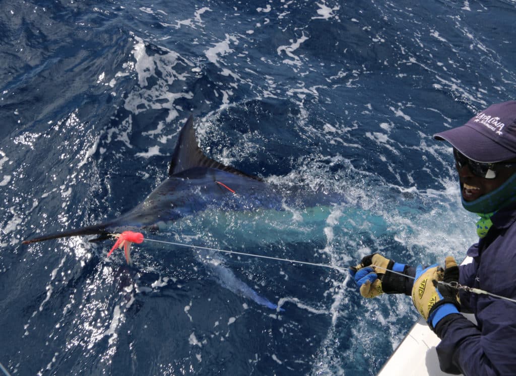 black marlin release