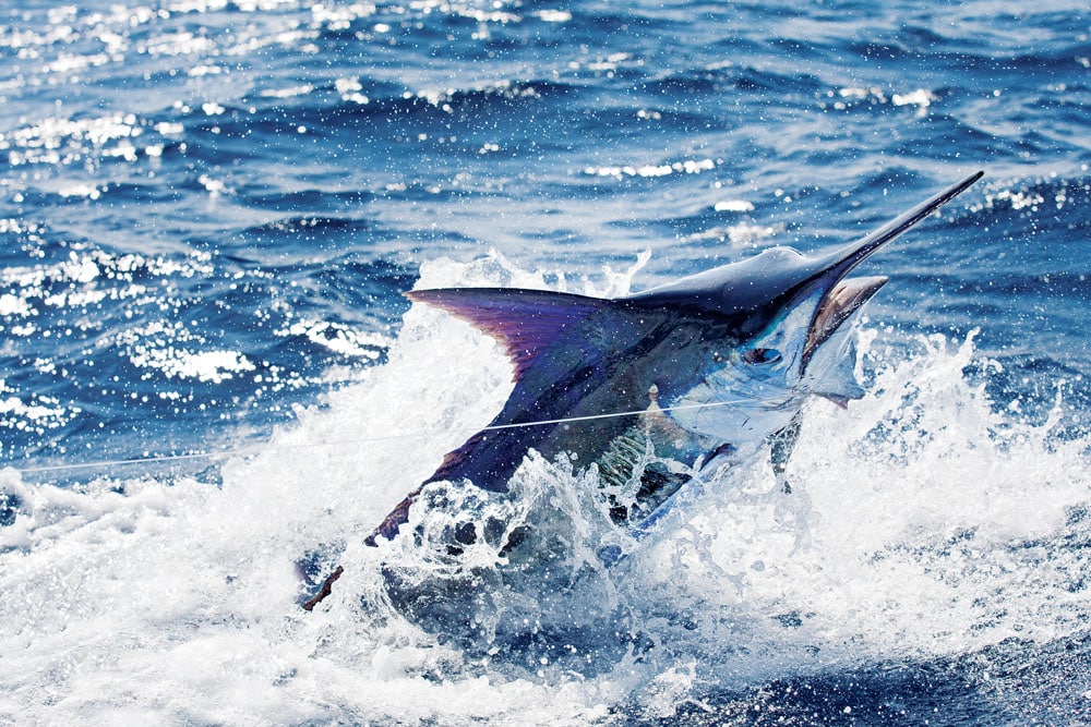 Blue-Marlin-Cape-Verde_02_0.jpg