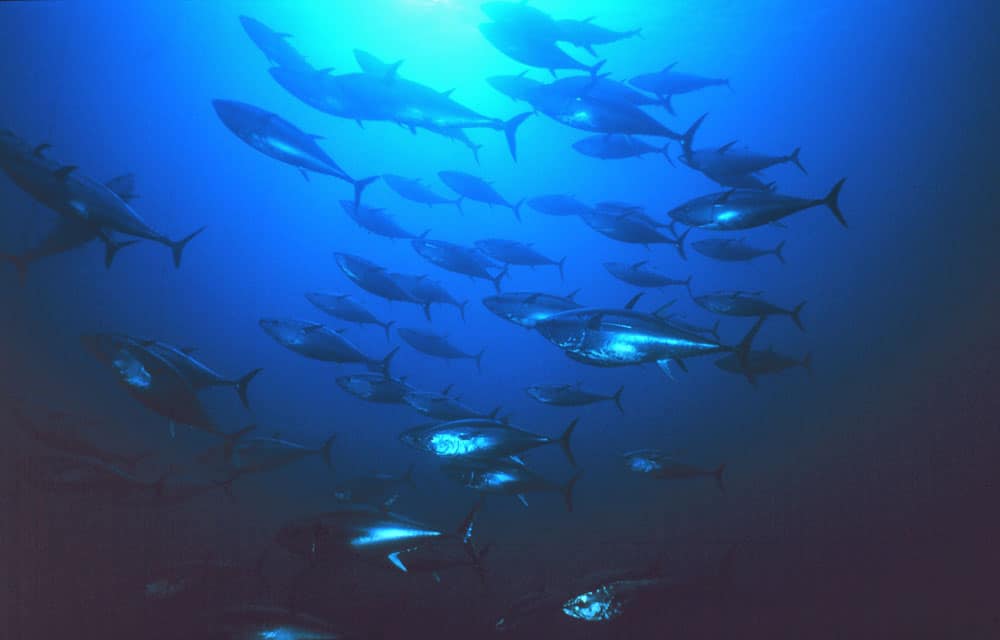 School of bluefin tuna