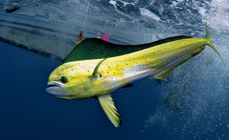 Mahi-Mahi with Flying Fish Fishing Shirts For Men featuring Dorado