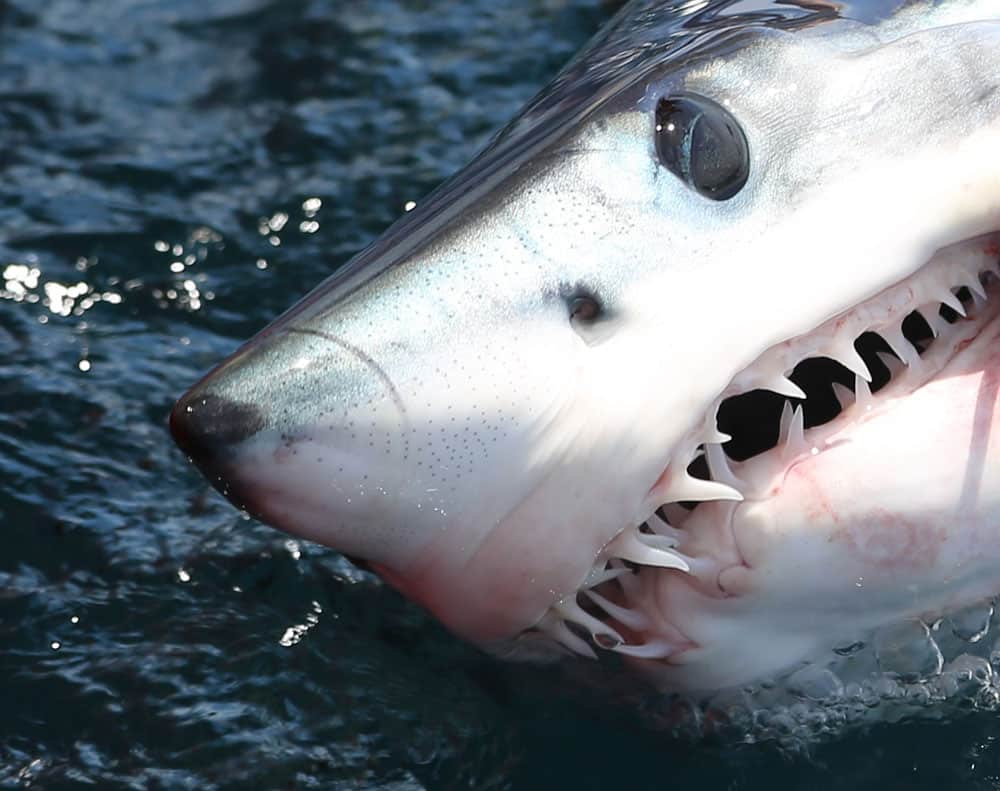 Guy-Harvey-Shark_01