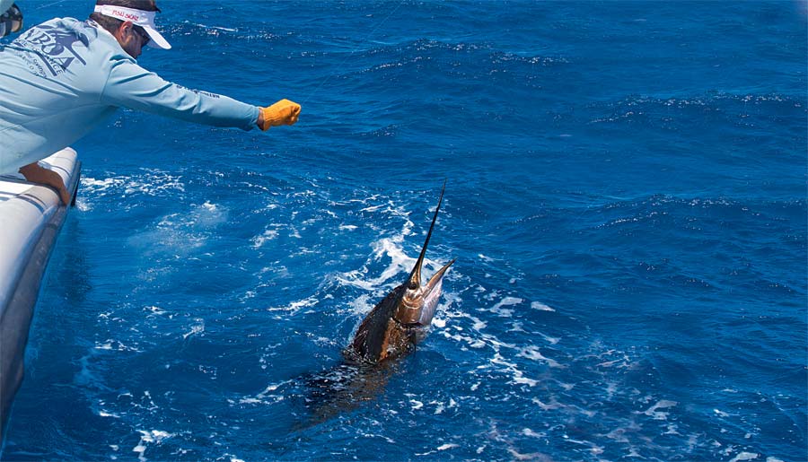 fishing for sailfish in Key West