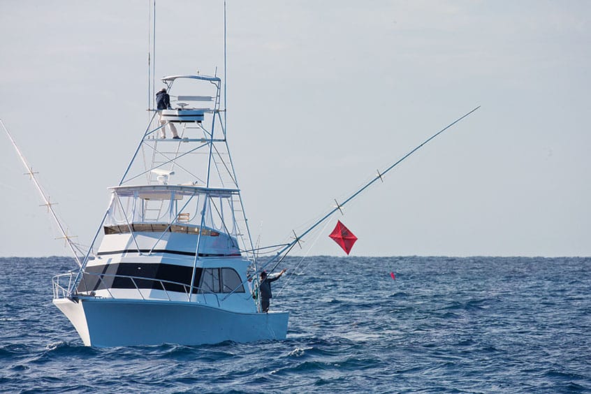 kite-fishing for sailfish