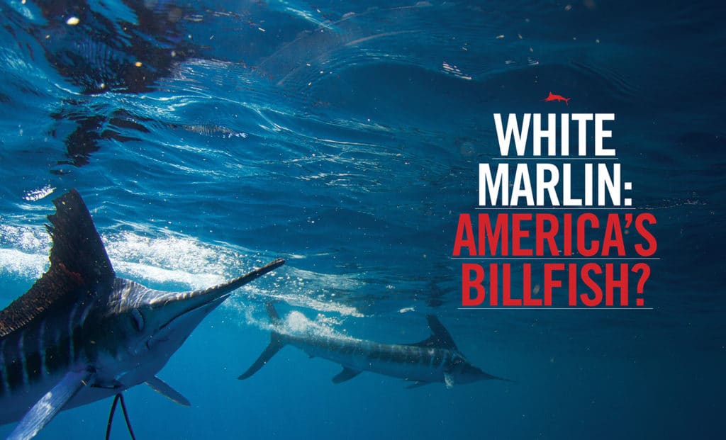 white marlin fishing