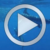Marlin Baitball - VBBT playbutton