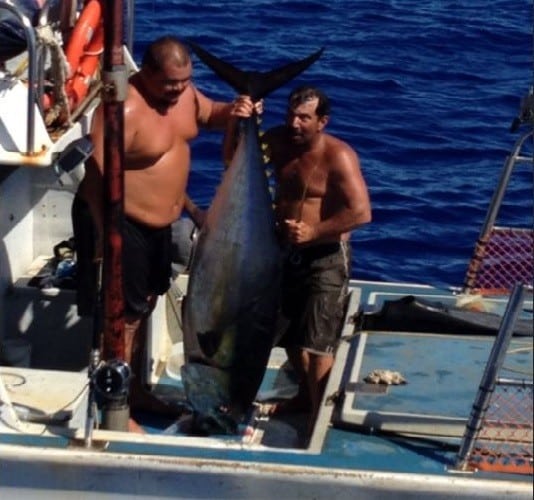 Monster Tuna