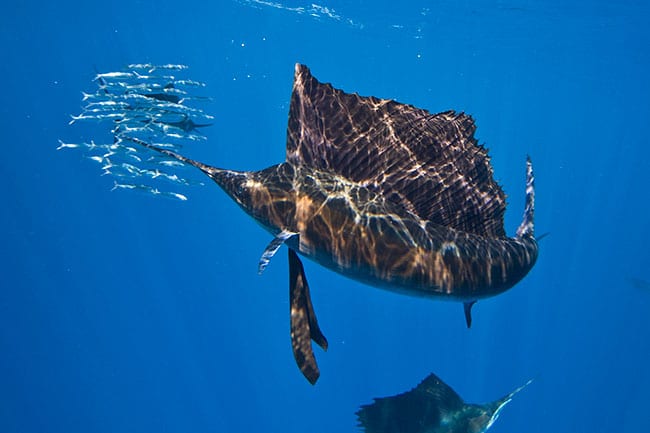 Marlin photography