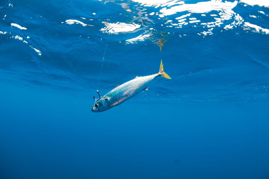 striped-marlin-1.jpg