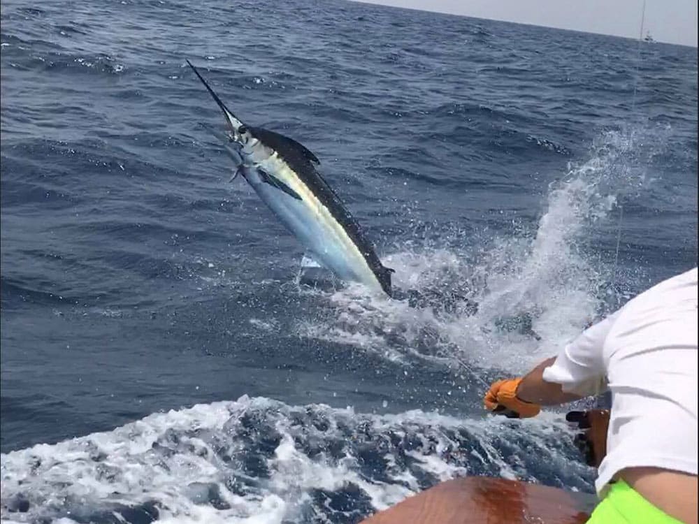2017 bohicket invitational south carolina governors cup electric bill blue marlin release