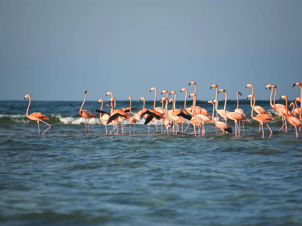 A flock of pink flamingos standing in the water.