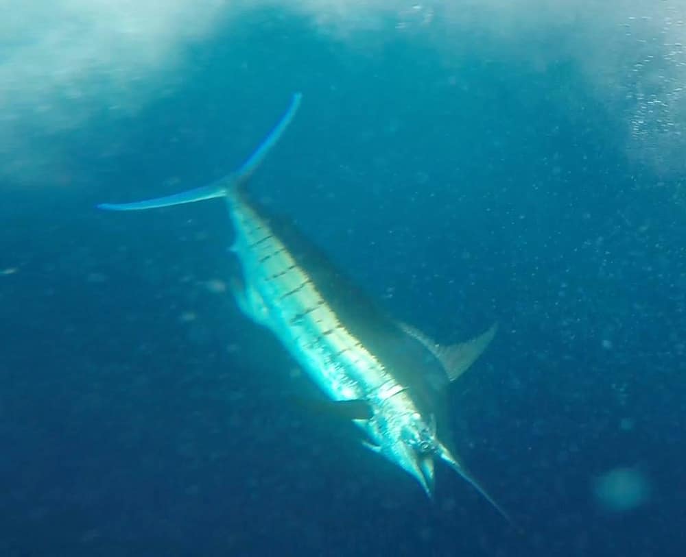 2017 georgetown blue marlin tournament underwater shot