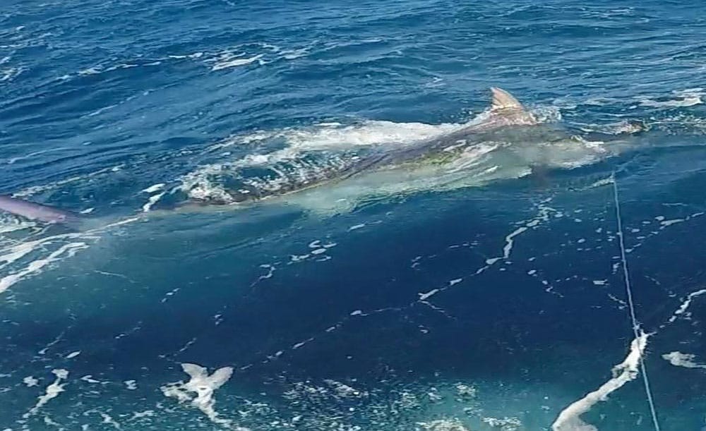 2017 georgetown blue marlin tournament fish on the leader