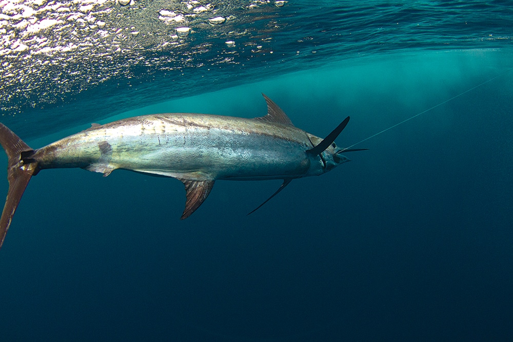 fishing the Conflicts Islands