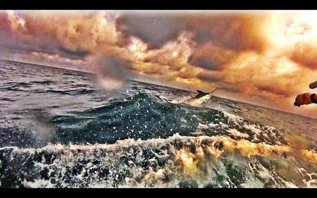 Blue Marlin photo