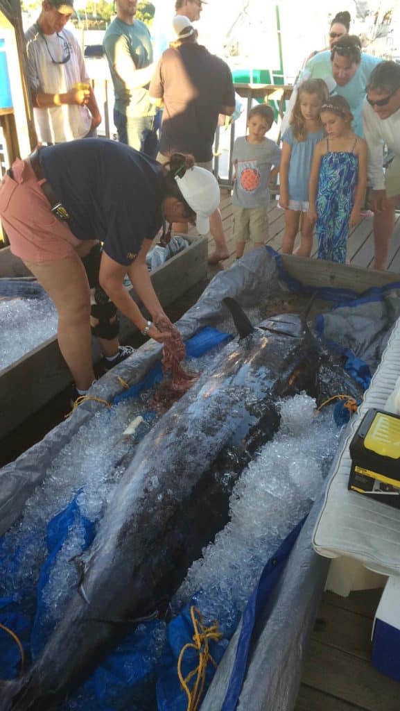 2016 Georgetown Blue Marlin Tournament biologist Amy Dukes samples