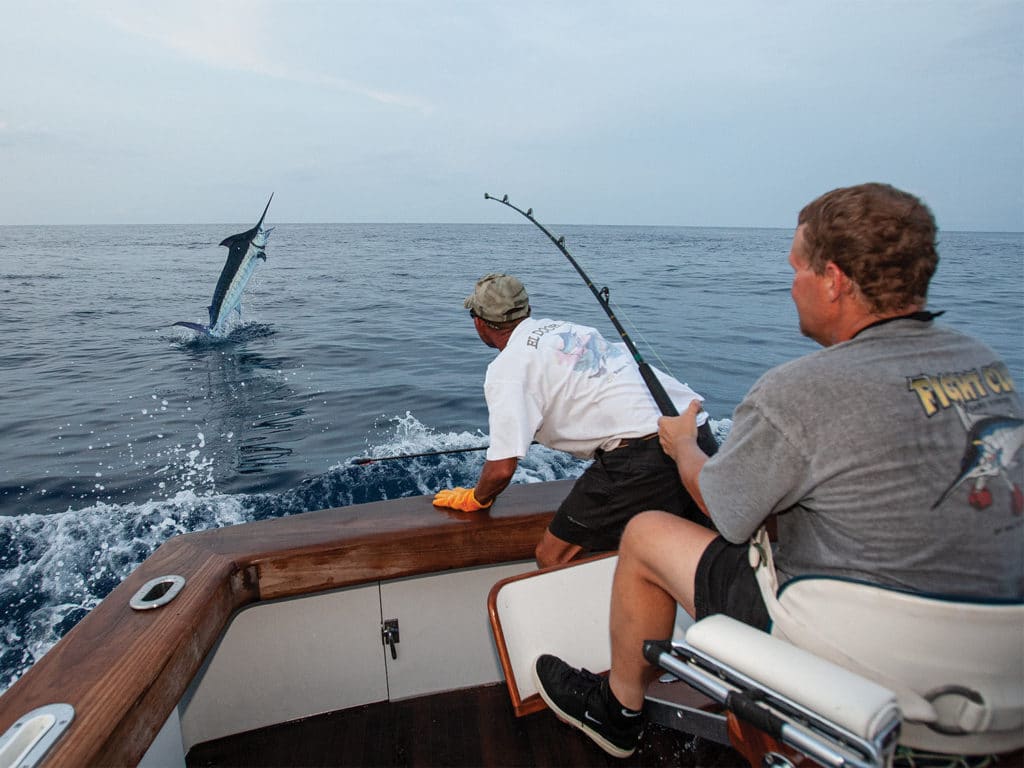 An angler in a fighting chair reels in a Blue Marlin on a lead.