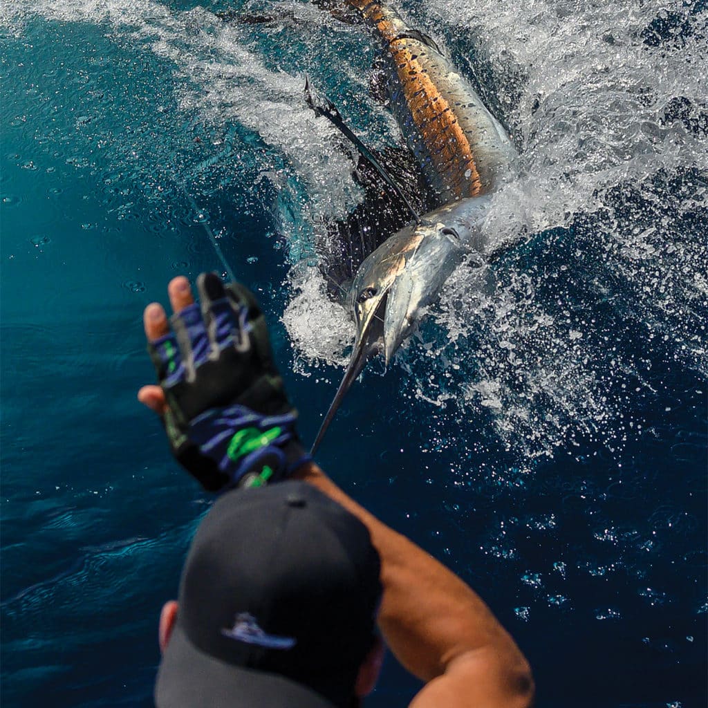 A crewmate releases a sailfish back into the ocean.
