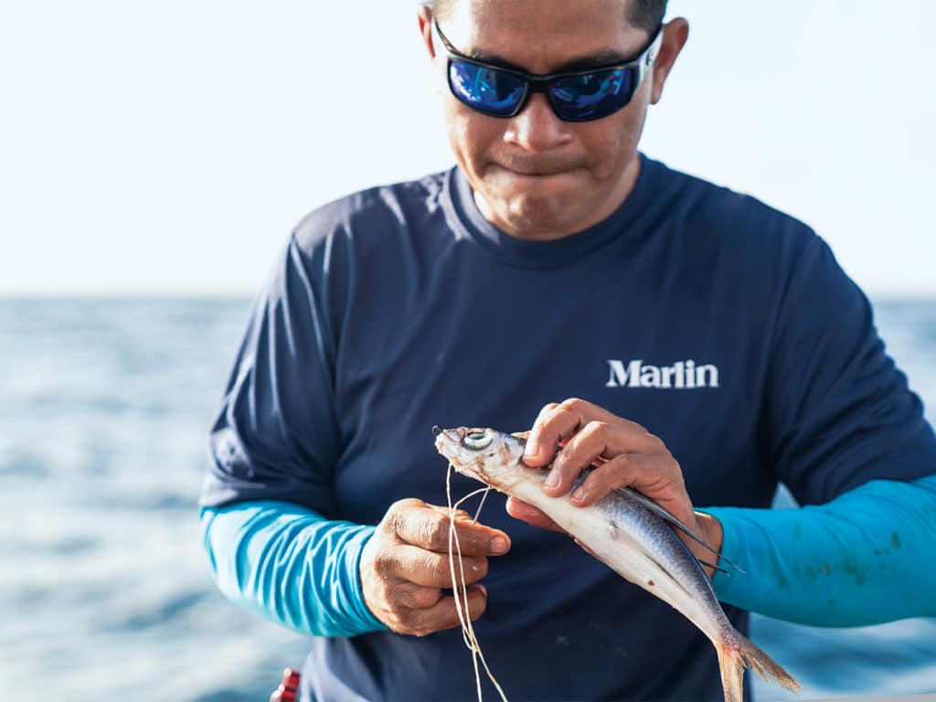 A deckhand rigging a ballyhoo fish to a fishing line and hook.