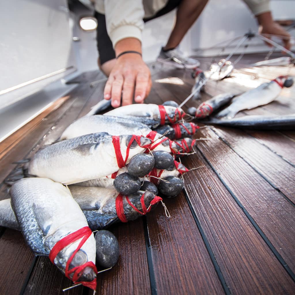 Several bait fish rigged to a dredge for sport fishing.