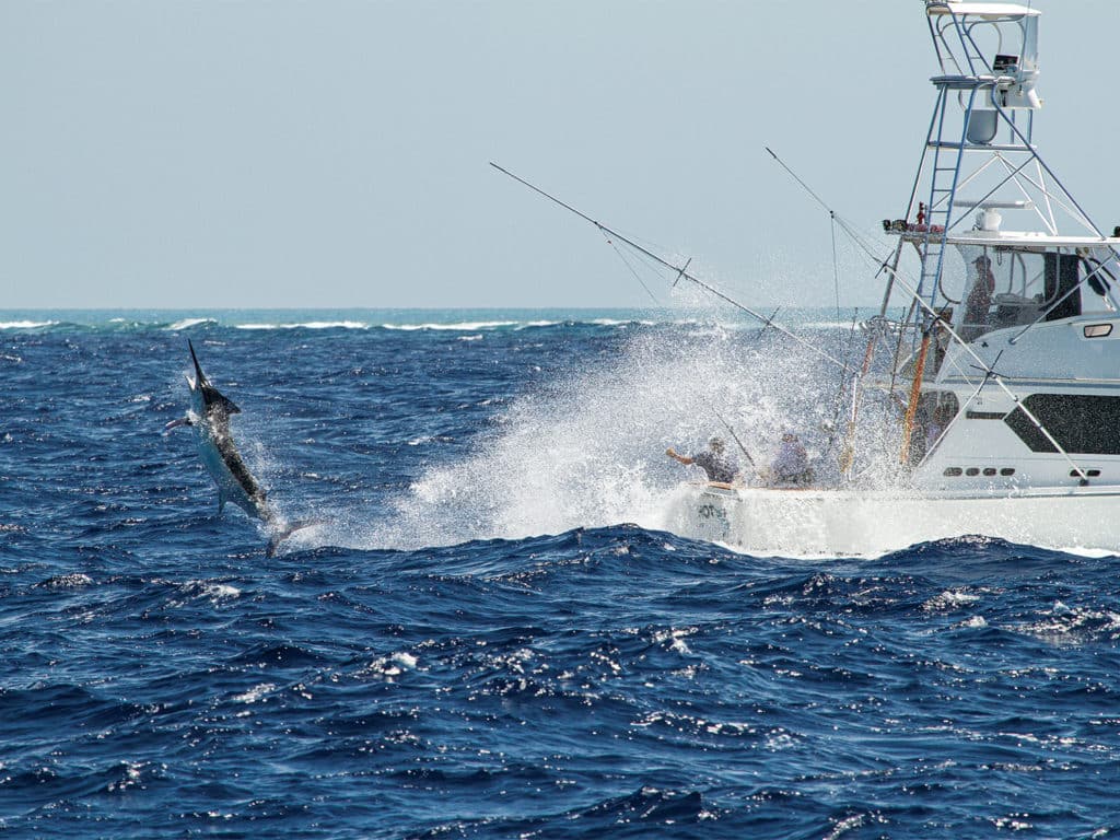 A large marlin on the leader airing itself out of the ocean.