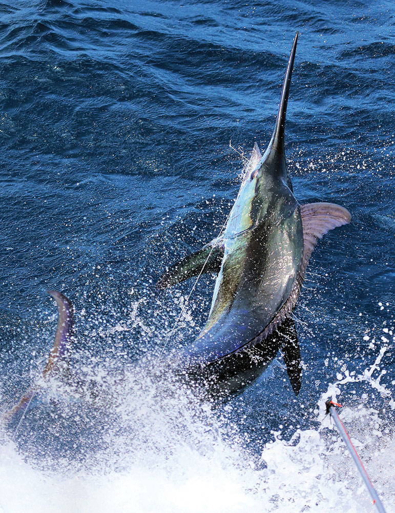 Fishing in Aruba