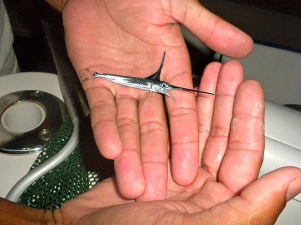 Baby Sailfish - 4