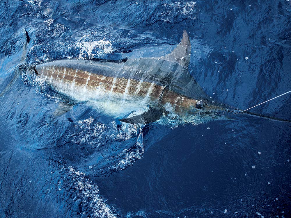 big blue marlin