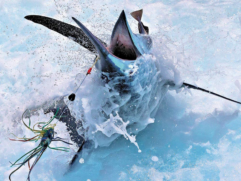 lure-fishing for blue marlin