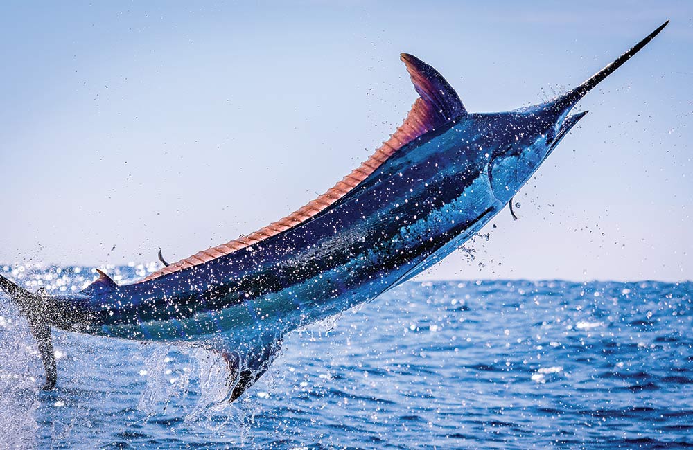 blue marlin jumps out of the water