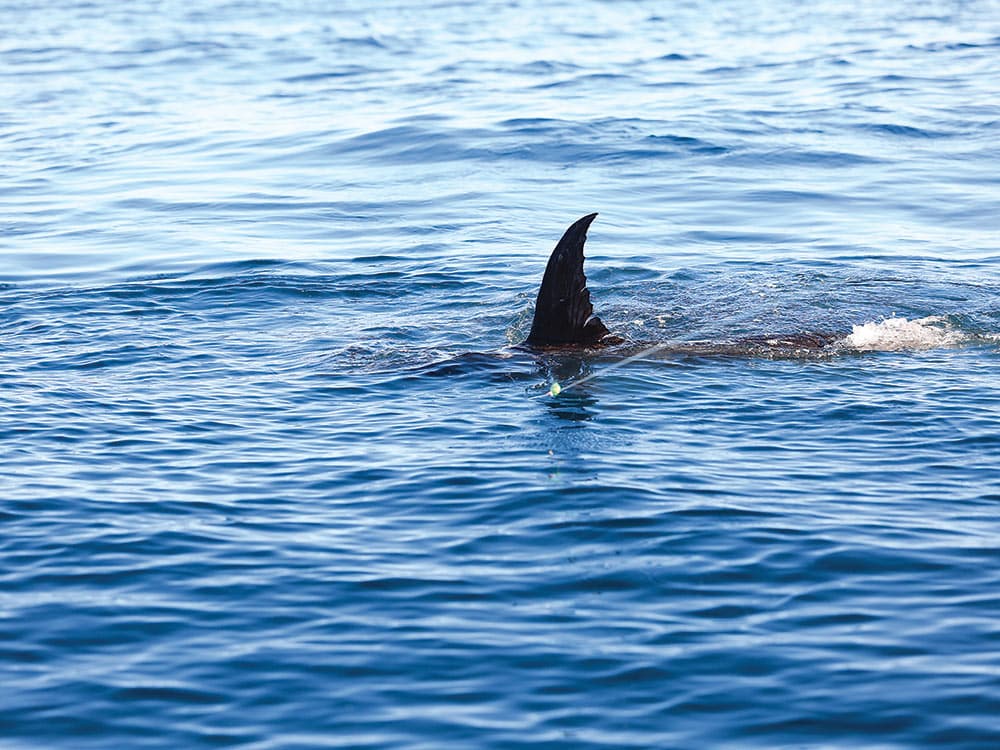 Australia Swordfish Fishery