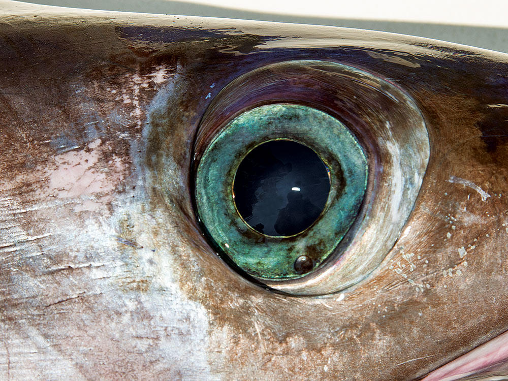 Australia Swordfish Fishery
