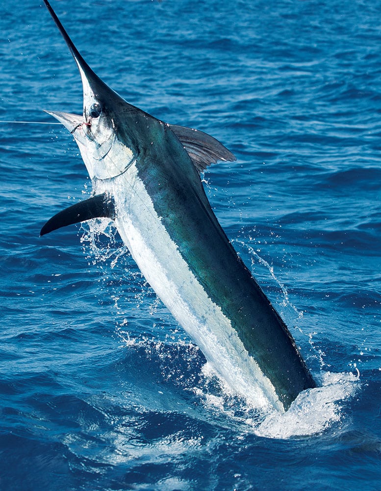 Azores Blue Marlin Fishing