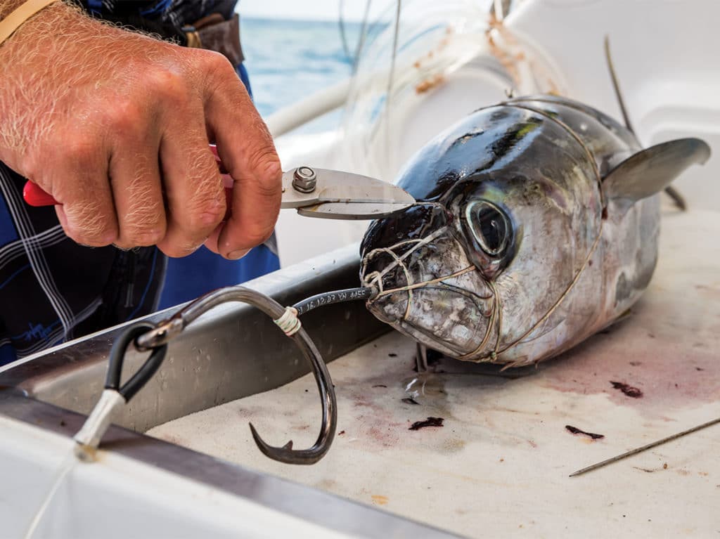 A hand cuts and rigs together a circle hook with a small tuna.