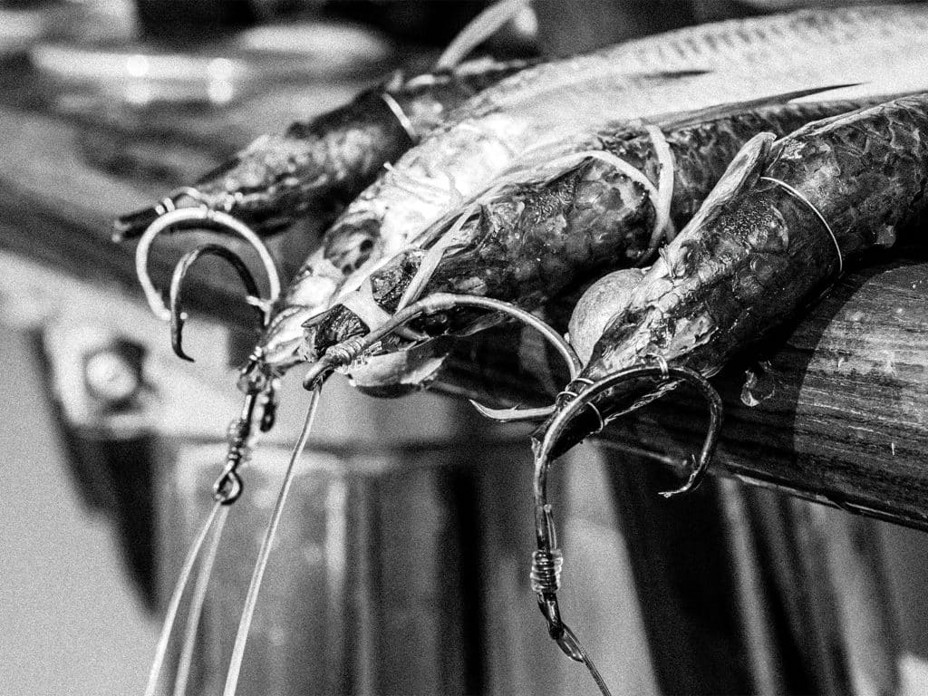 black and white photo of baitfish rigged to fishing line and hooks.