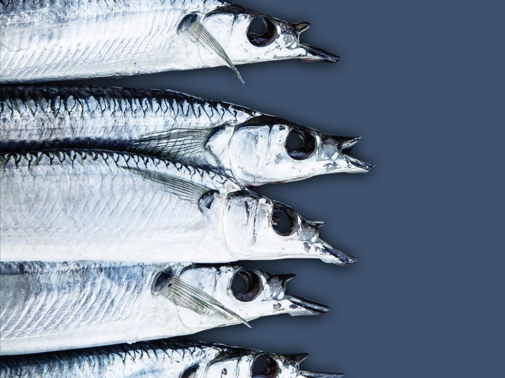 Several prepared ballyhoo bait fish on a blue background.