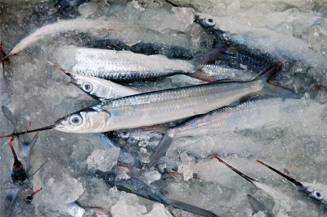 Ballyhoo bait for marlin