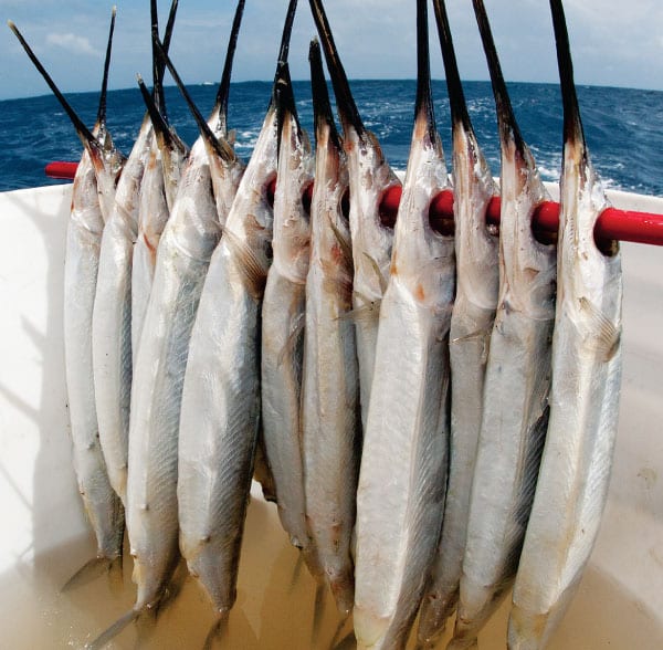 frozen bonito bait, frozen bonito bait Suppliers and Manufacturers