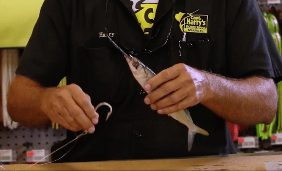 ballyhoo rigging with a j-hook