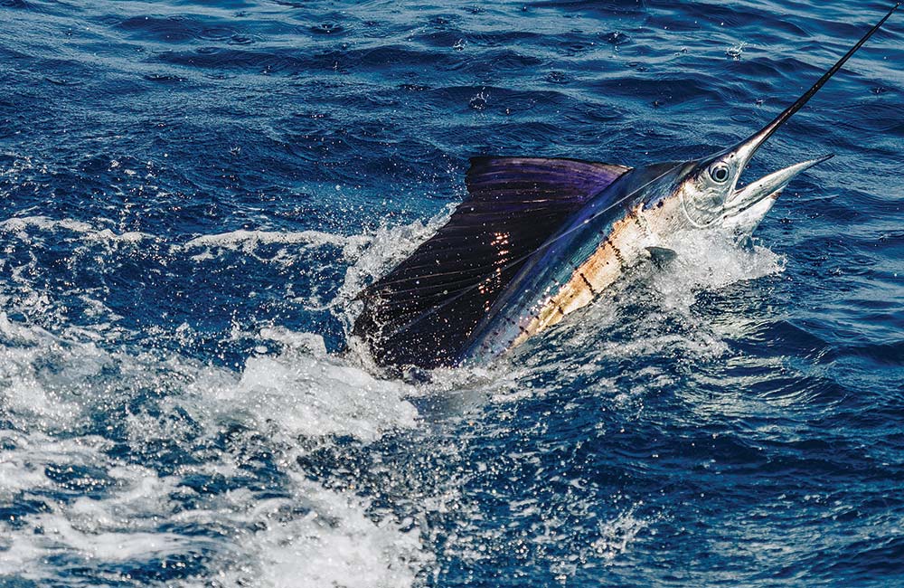 Pacific sailfish jumps