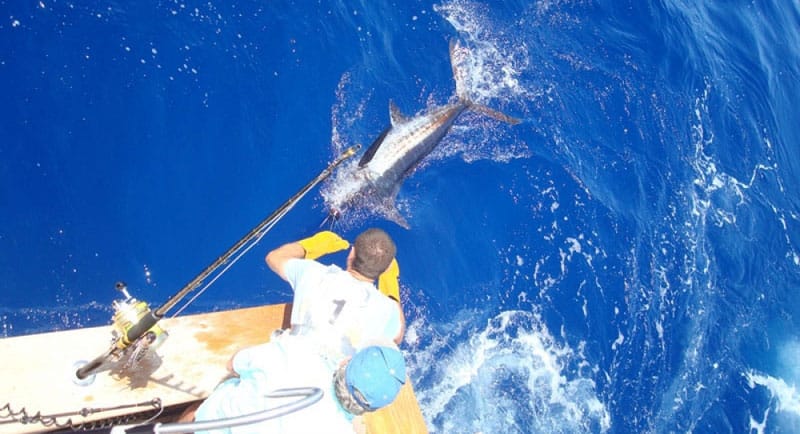 AUSSIE STYLE CHUM FISHING, with Capt dave