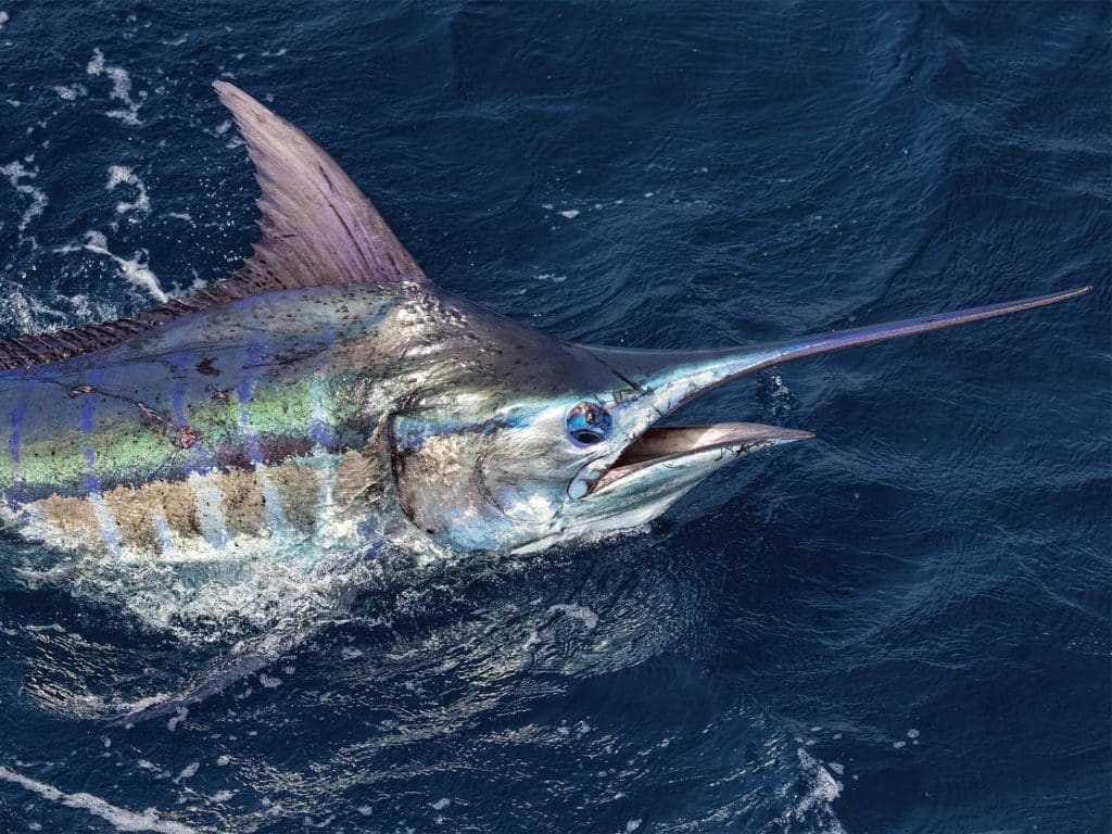 A big blue marlin breaking the surface of the water.