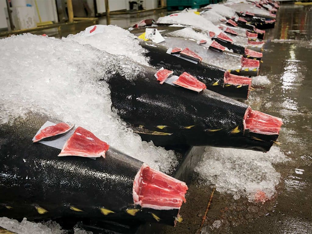 A row of bigeye tuna on ice in an auction floor house.
