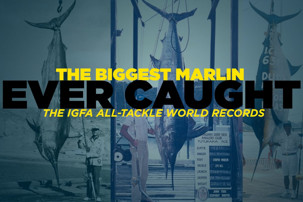 The Big Five Largest Marlin and Swordfish IGFA World Records Marlin