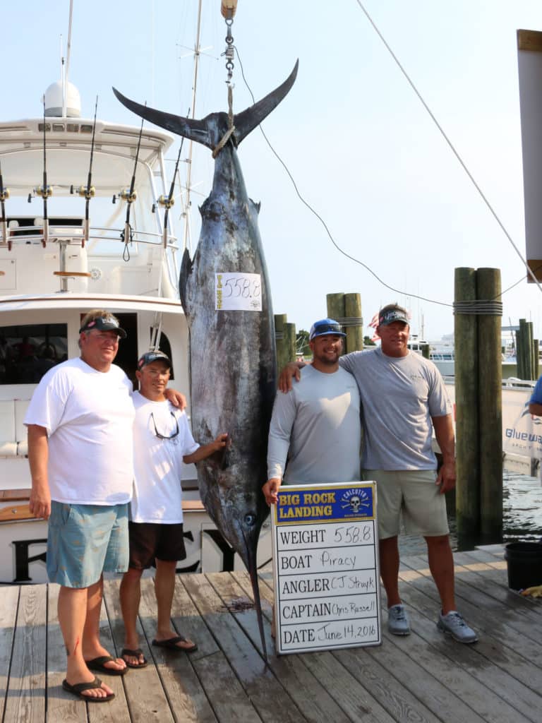 Big Rock Blue Marlin Tournament Marlin