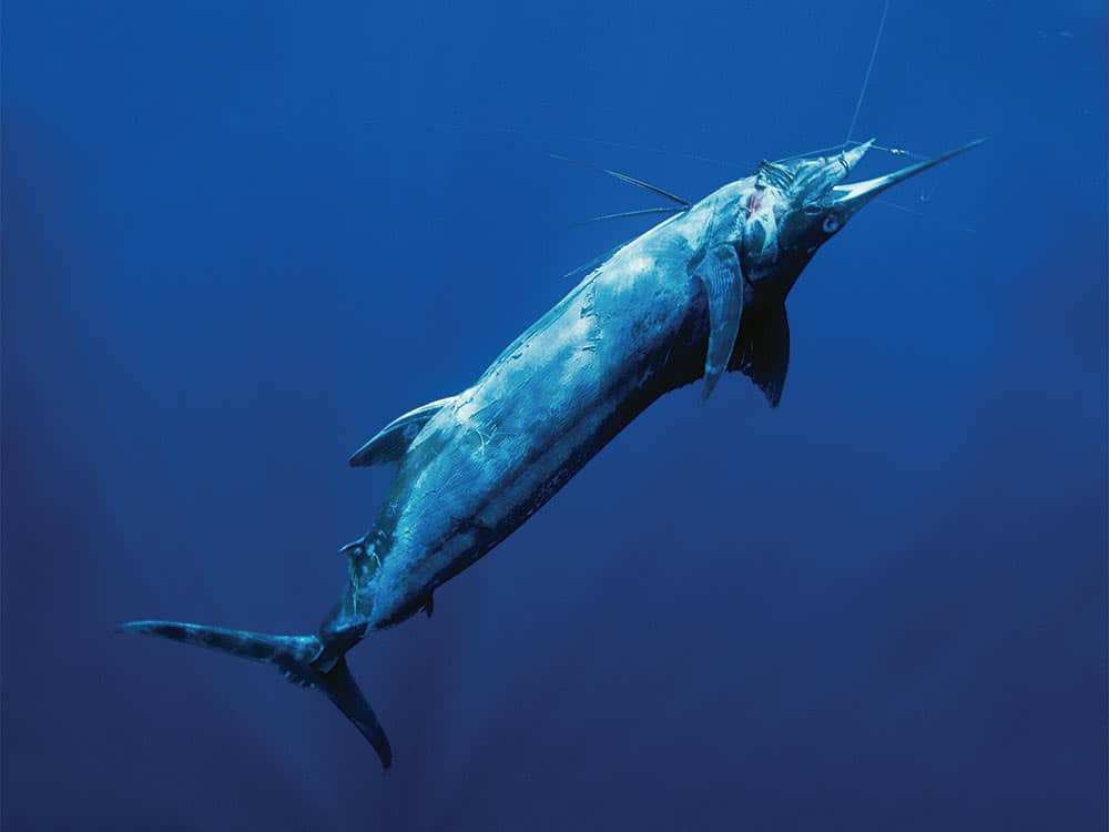 billfish underwater