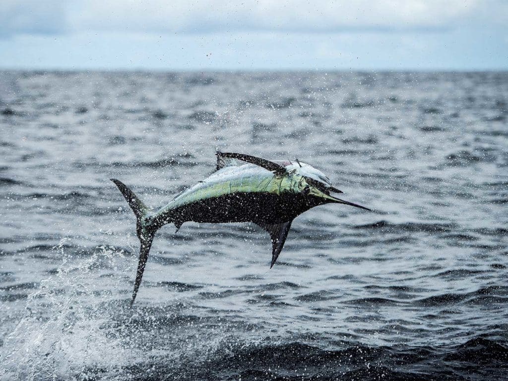 billfish jumping out of water upside down