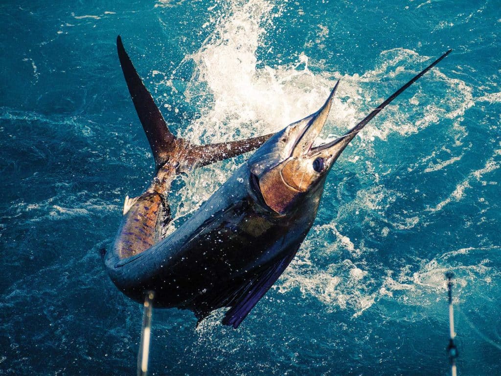 A billfish jumps out of the water on the leader.