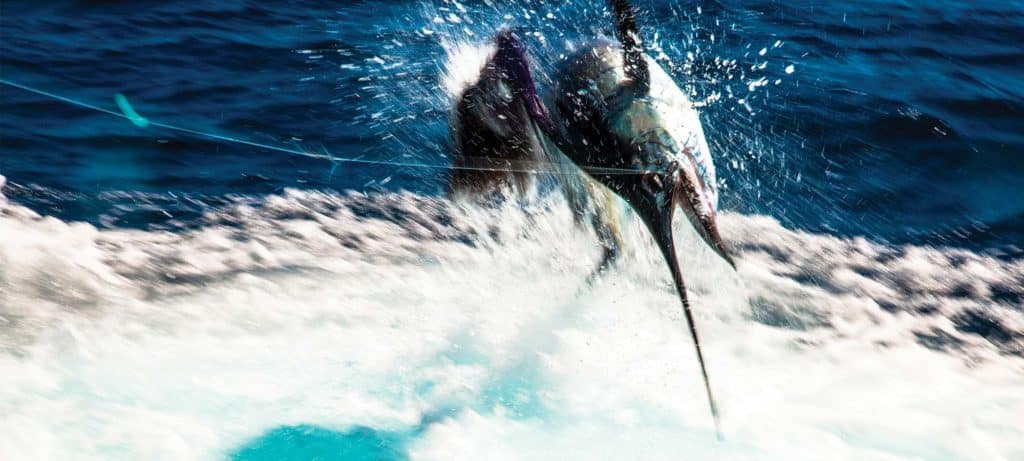 billfish leaping out of water